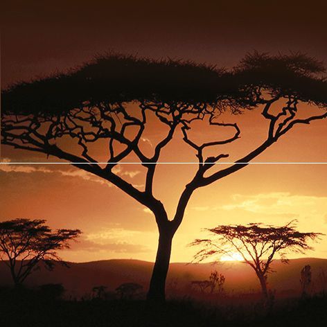 Africa панно P2-2D210 (из 2 плиток)  40*40 