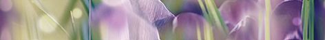 Crocus бордюр B400D286  40*5 